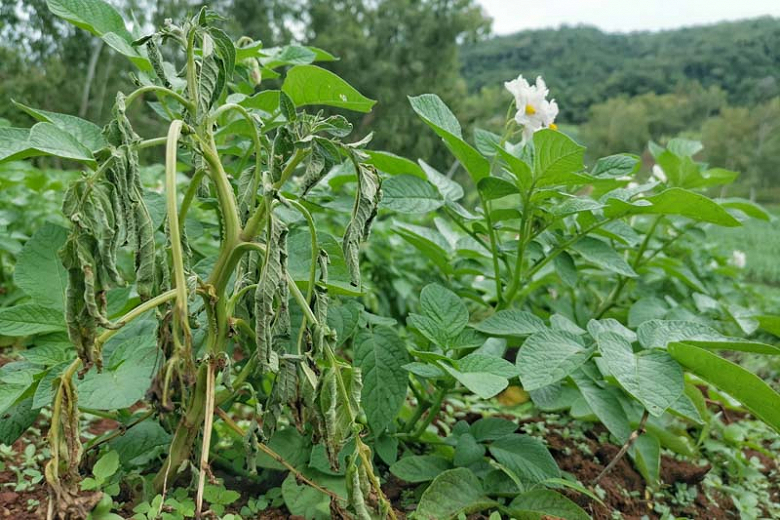 Bacterial Wilt Identify Prevent And Treat It