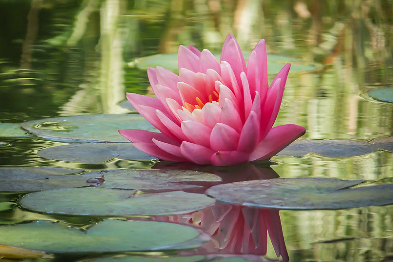 Water Lily Description Flower Characteristics Facts Britannica