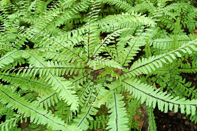 Adiantum Aleuticum Maidenhair Fern