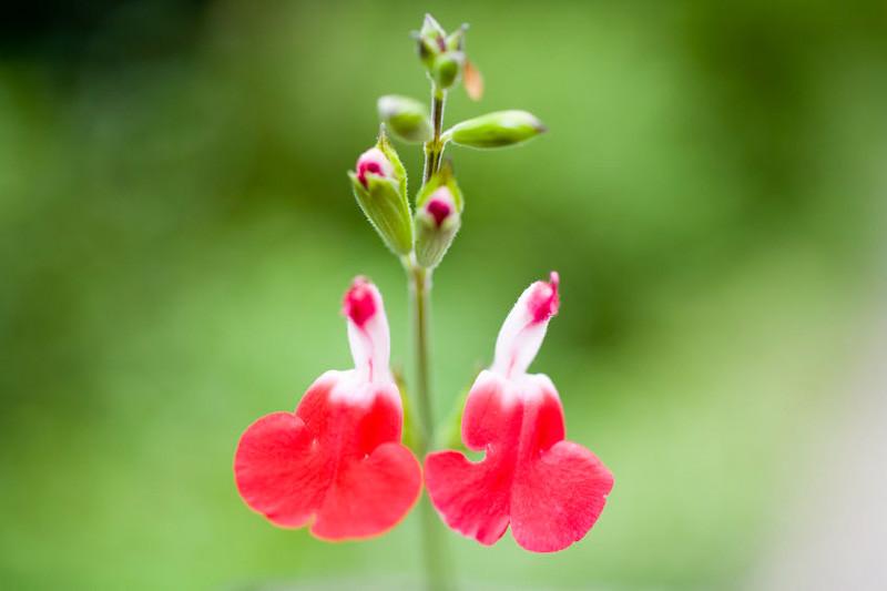 Salvia Microphylla Hot Lips Propagation Lipstutorial Org