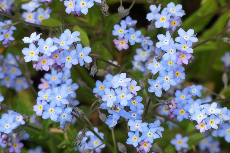 Myosotis Asiatica Alpine Forget Me Not