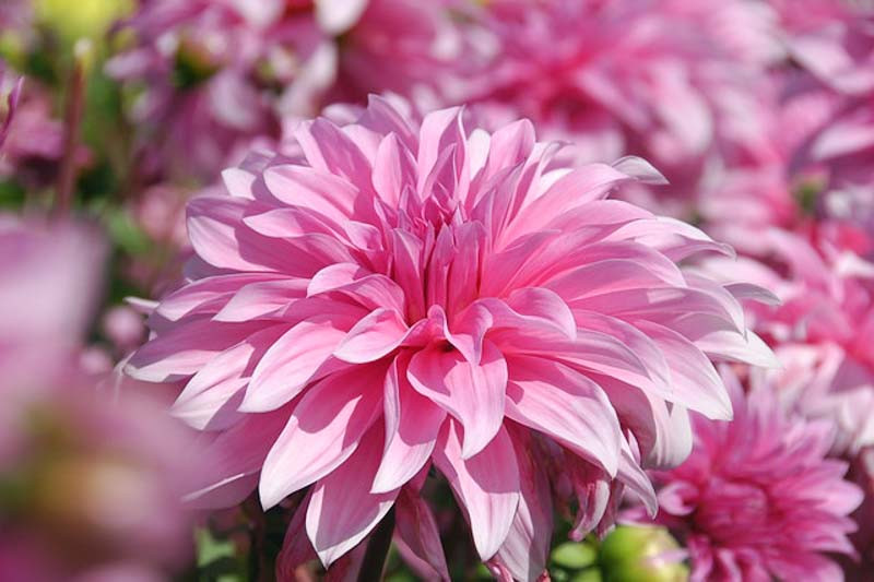 Dahlia Babylon Rose