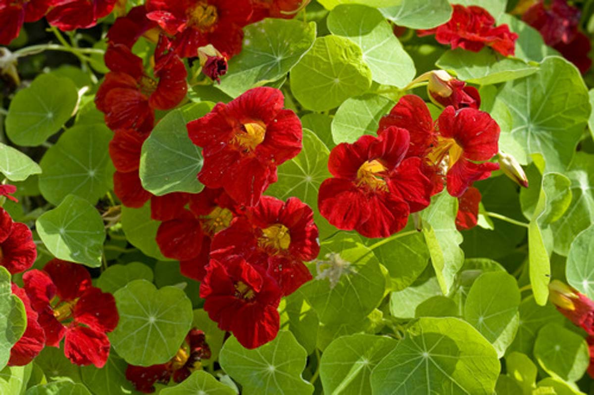 Tropaeolum Minus Tip Top Mahogany Nasturtium