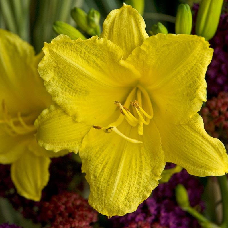 Hemerocallis Happy Returns Reblooming Daylily