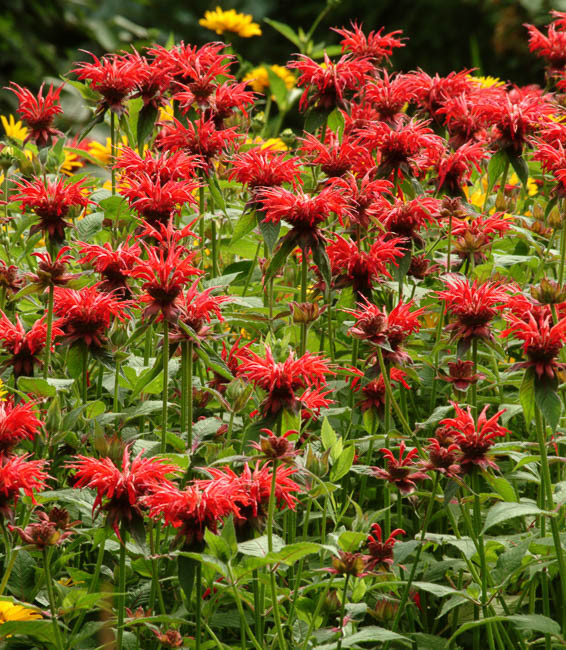 Monarda Jacob Cline Bee Balm