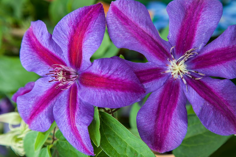 Clematis Mrs N Thompson Early Large Flowered Clematis