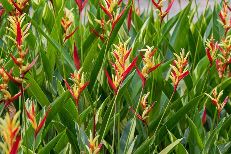 Heliconia Psittacorum Parrot Heliconia