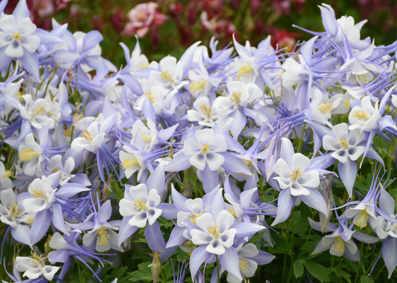 Aquilegia Caerulea Kirigami Light Blue White Columbine