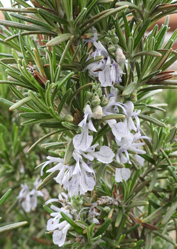 Rosmarinus Officinalis Madeline Hill Rosemary