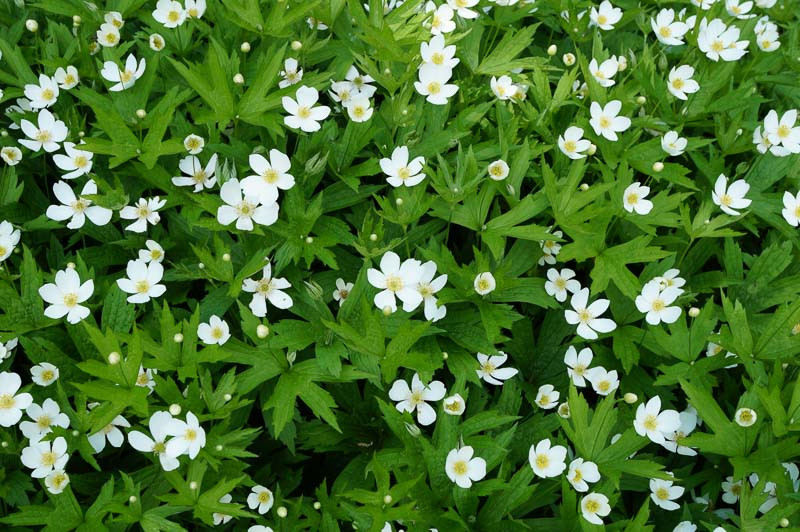 Anemone Canadensis Meadow Anemone