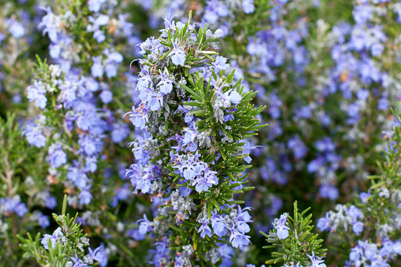 Rosmarinus Officinalis Tuscan Blue Rosemary