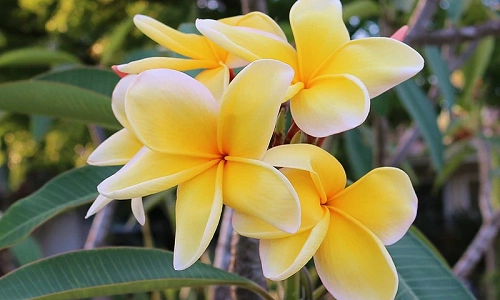 Frangi Pani Plumeria Live Plant With Roots As Pictures Shown