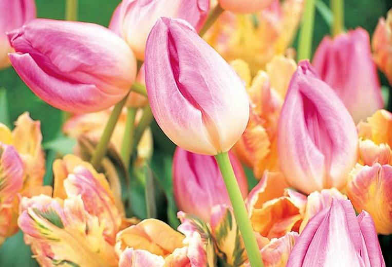 Tulipa Upstar Double Late Tulip