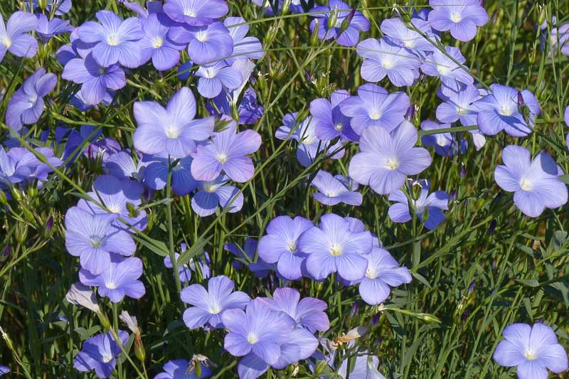 Linum Narbonense Blue Flax