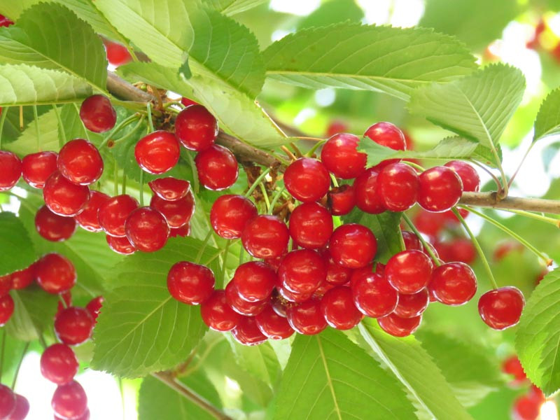 Prunus Cerasus Meteor Tart Cherry