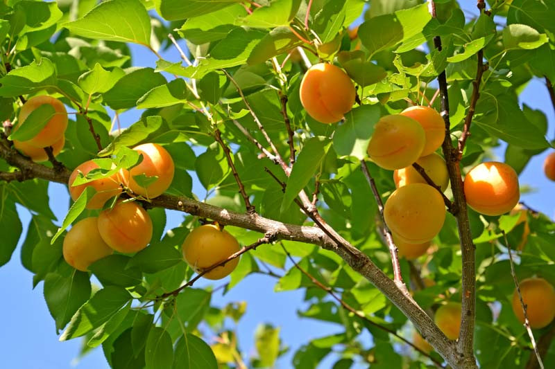 Prunus Armeniaca Goldcot Apricot