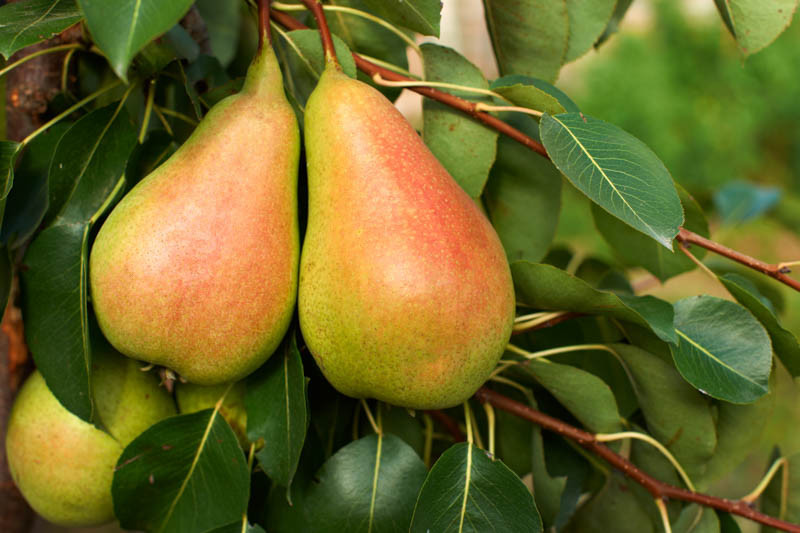Pyrus Communis Harrow Sweet European Pear