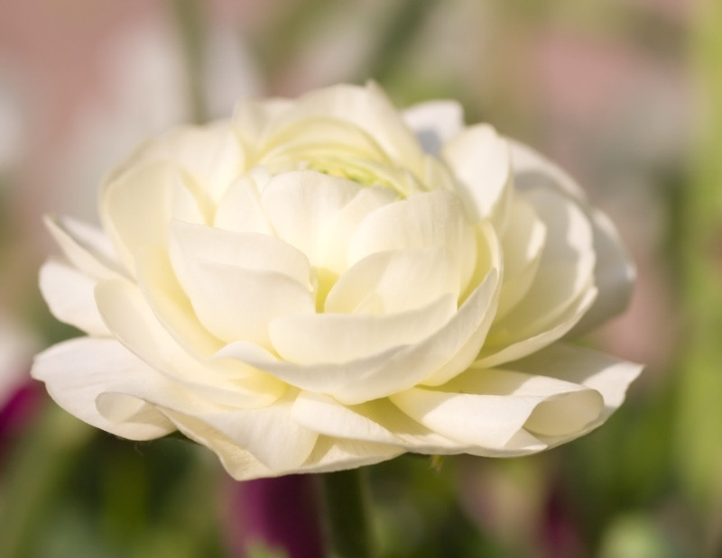 Ranunculus Asiaticus Tomer White Persian Buttercup