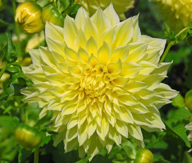 Dahlia Kelvin Floodlight