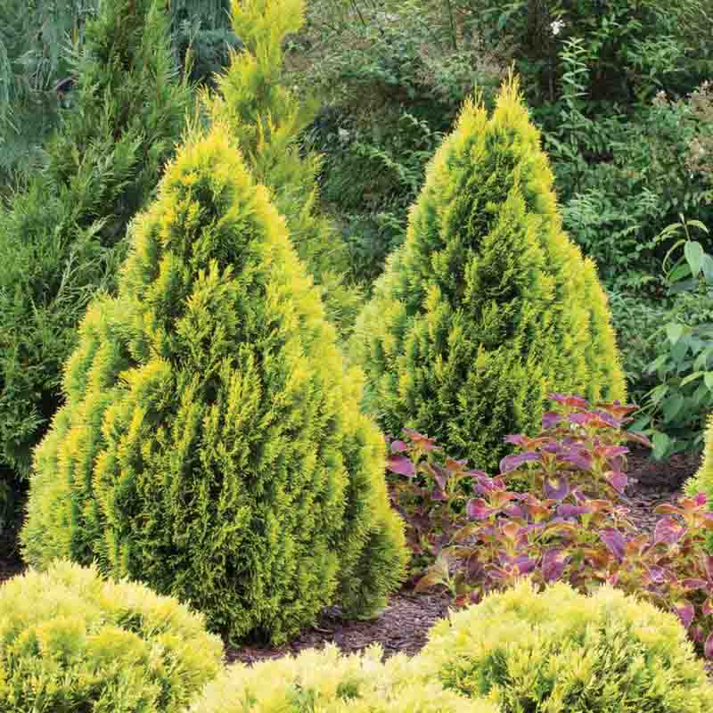 Thuja Occidentalis Filips Magic Moment American Arborvitae