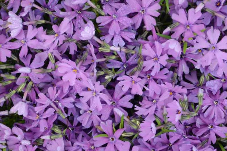 Phlox Subulata Purple Beauty Creeping Phlox