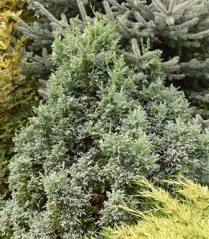 Chamaecyparis Pisifera Curly Tops Sawara Cypress