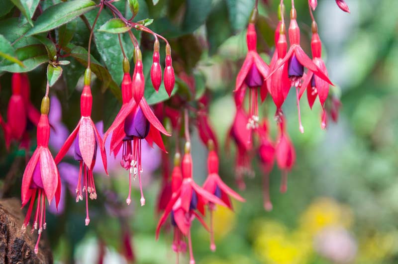 Fuchsia Mrs Popple Hardy Fuchsia