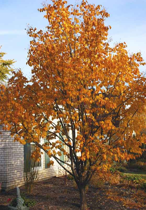 Syringa Reticulata Subsp Pekinensis Beijing Gold Pekin Lilac