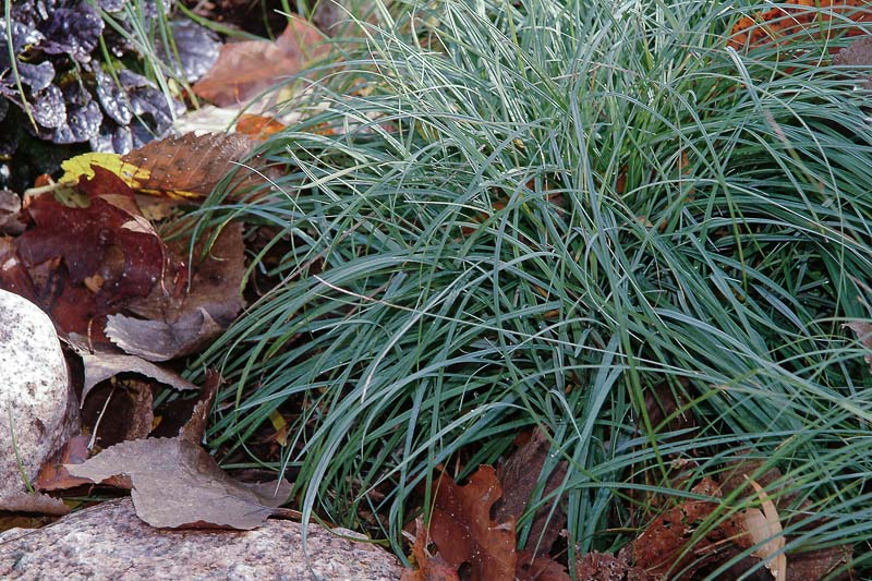 Carex Flacca Blue Zinger Blue Sedge