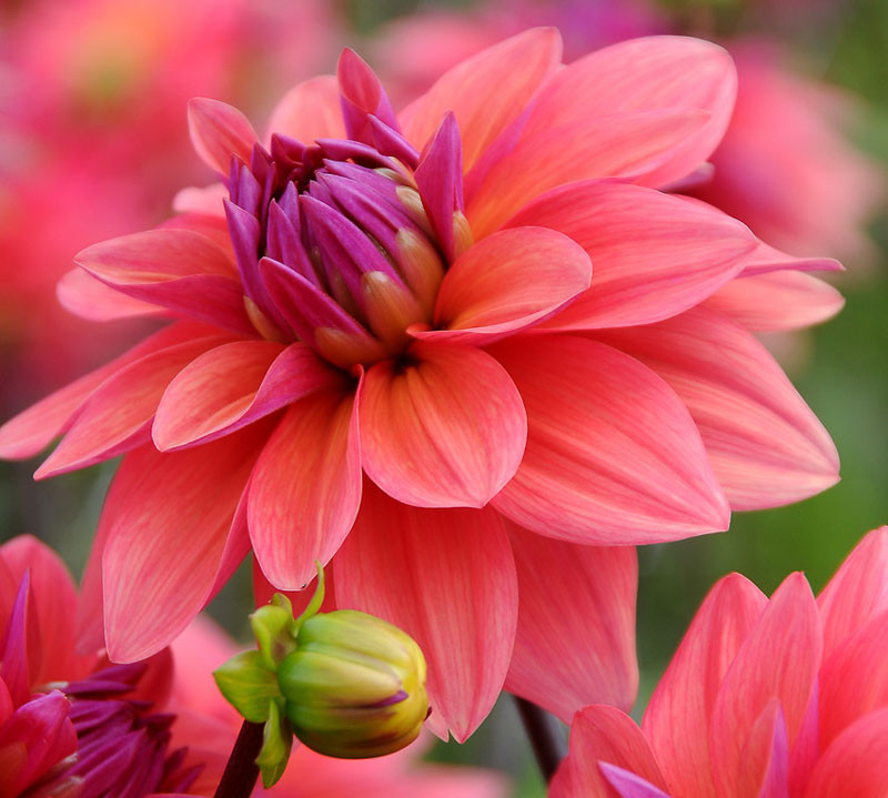 Dahlia American Dawn