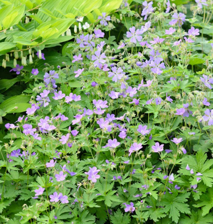 Geranium Sylvaticum Birch Lilac Wood Cranesbill