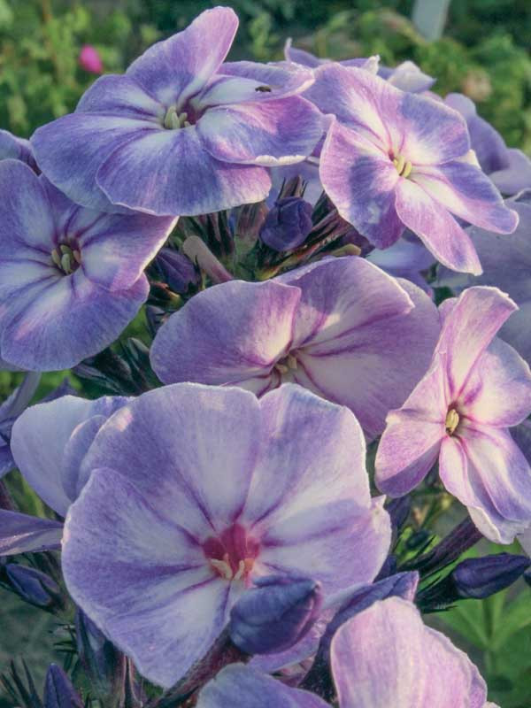 Phlox Paniculata Younique Old Blue Garden Phlox