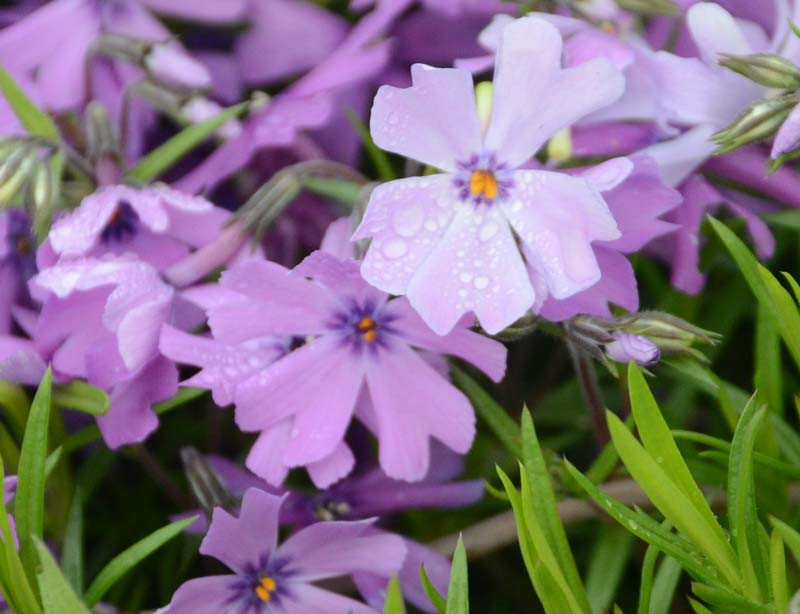 Phlox Subulata Purple Beauty Creeping Phlox