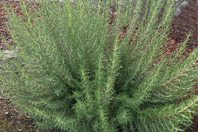 Rosmarinus Officinalis Arp Rosemary