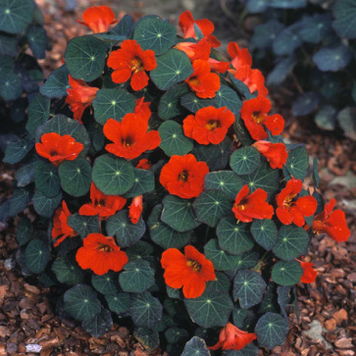 Tropaeolum Majus Empress Of India Nasturtium