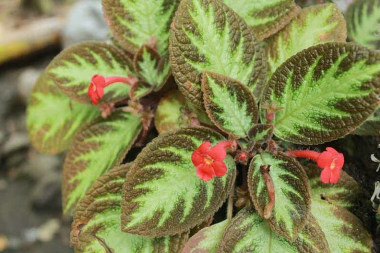 Flame Violet Episcia Cupreata All You Need To Know