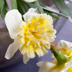 Daffodil Types: A Guide to Different Varieties of Daffodils