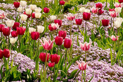 Combining Tulips with Annuals and Perennials