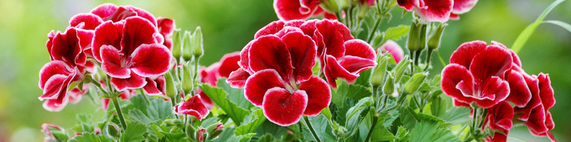 57 Types of Flowers You Should Grow