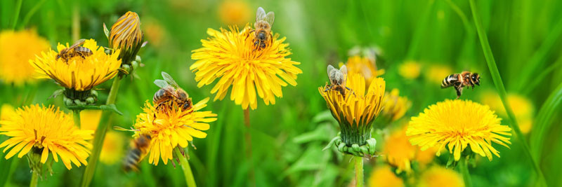 Dandelion (Taraxacum officinale): Good or Bad?