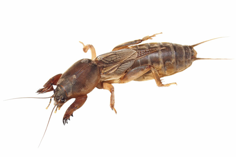 How to Get Rid of Crickets in the House and Garden