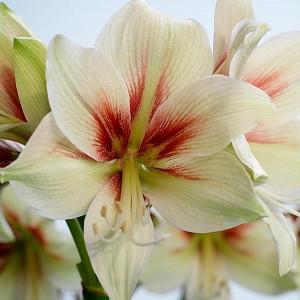 Learn How To Plant Care Or Get Your Amaryllis To Re Bloom