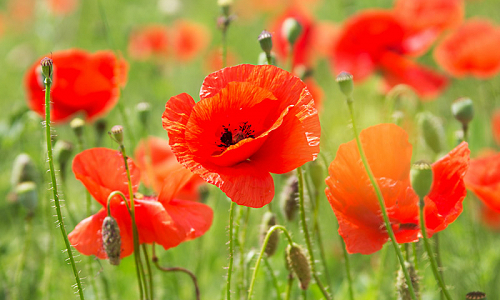 Papaver orientale 'Eye Catcher' (Oriental Poppy)