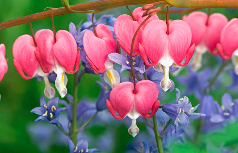 is bleeding heart plant poisonous to dogs