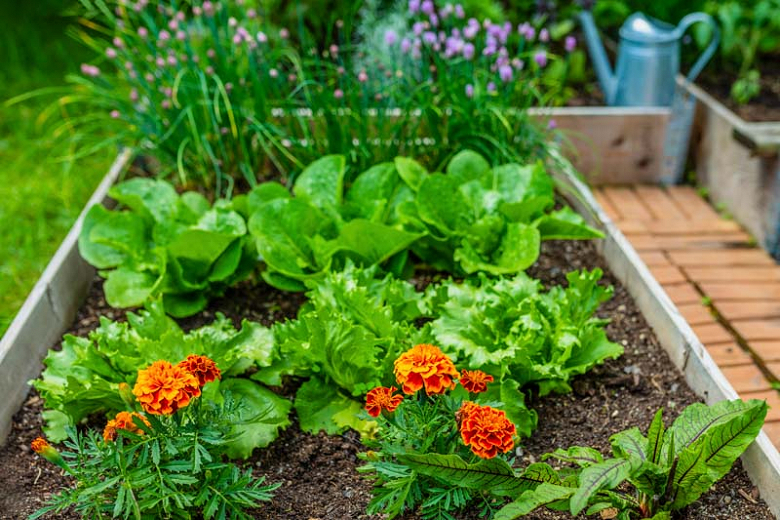 Image of Lettuce companion planting