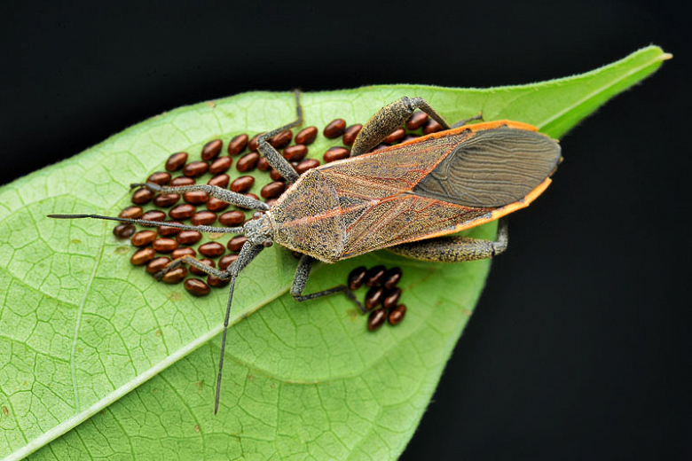 Image of Nasturtium companion planting to prevent squash bugs