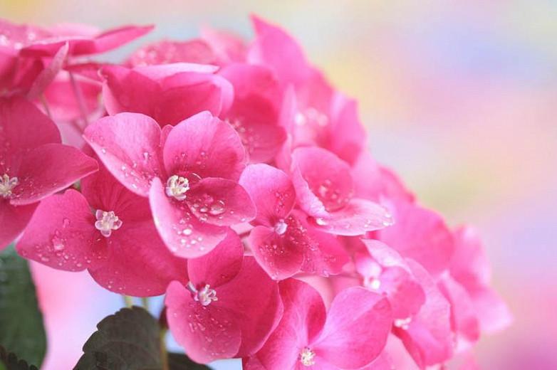 Beautiful Hydrangeas For The Pacific Northwest Region