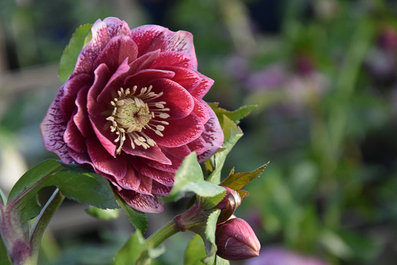 How To Plant Grow And Care For Hellebore