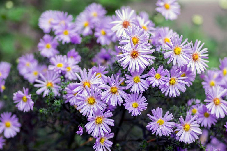 Recommended Sun Loving Native Annuals And Perennials For Virginia S Capital Region