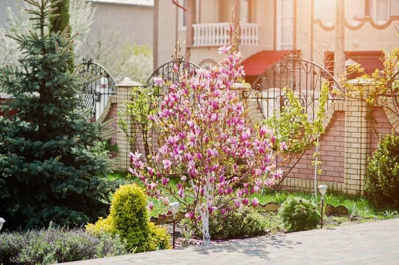 Twee graden Buitengewoon Boodschapper Pretty Magnolias for Small Gardens